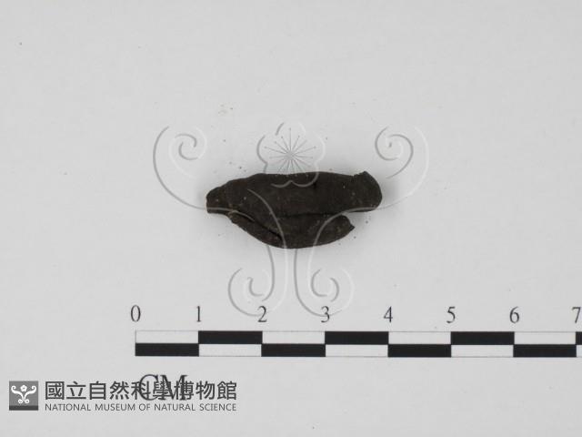 炭角菌屬藏品圖，第3張