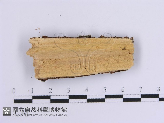 登錄號:F0009383藏品圖，第3張