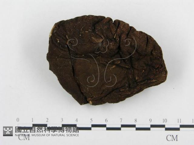 頭狀禿馬勃藏品圖，第3張