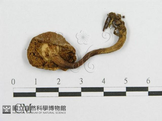 登錄號:F0003383藏品圖，第1張