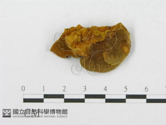 登錄號:F0013383藏品圖，第3張