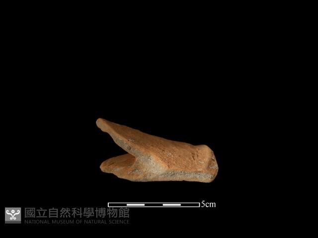 陶片藏品圖，第3張