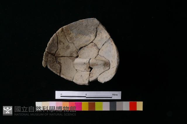 陶蓋藏品圖，第7張