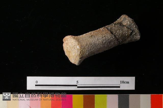 獸足藏品圖，第7張