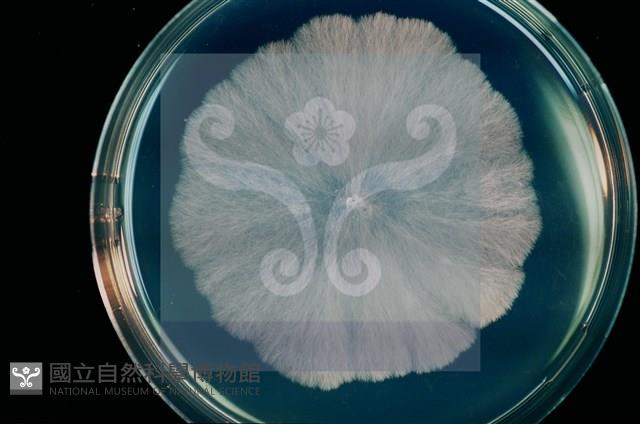 登錄號:F0010368藏品圖，第10張