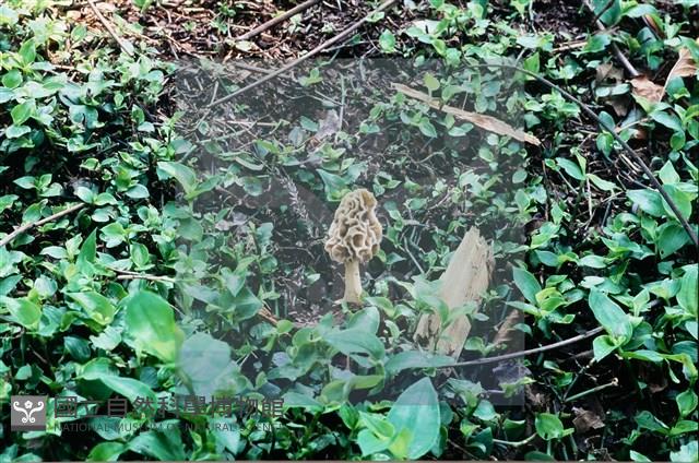 美味羊肚菌藏品圖，第10張