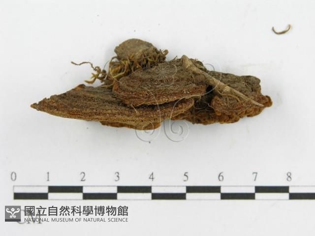 登錄號:F0016488藏品圖，第7張