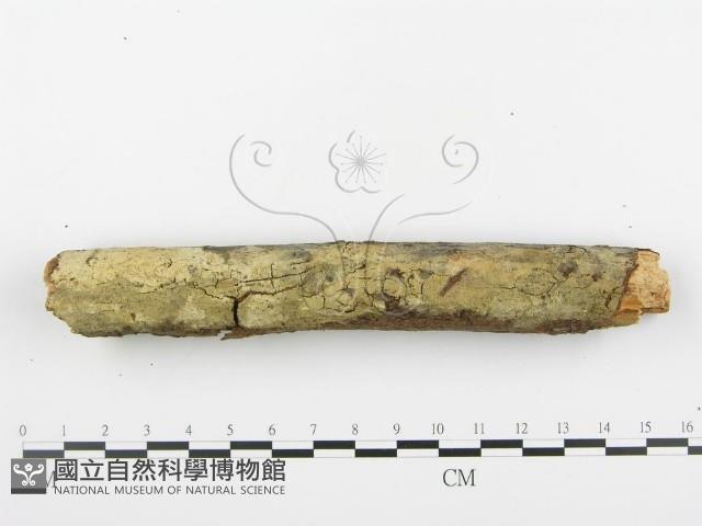 登錄號:F0001388藏品圖，第7張