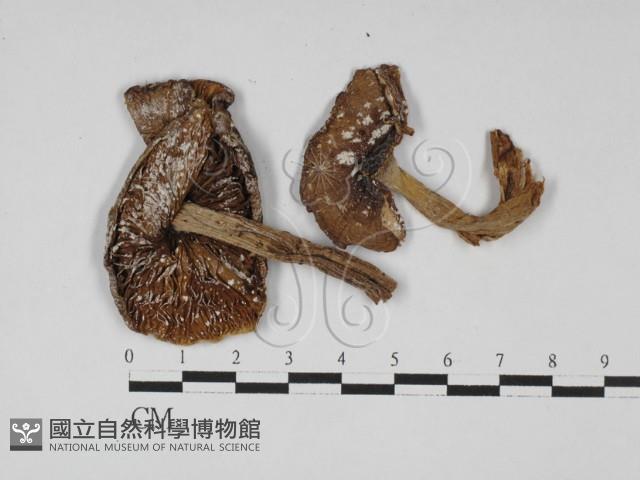 登錄號:F0002190藏品圖，第7張