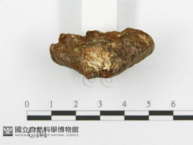 登錄號:F0016480藏品圖，第7張