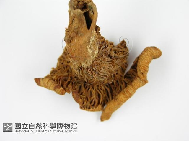 登錄號:F0014296藏品圖，第7張