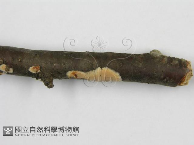 登錄號:F0012086藏品圖，第7張