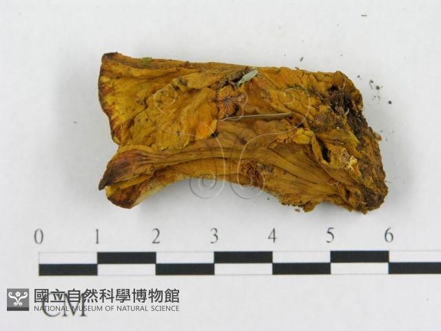 登錄號:F0006291藏品圖，第7張