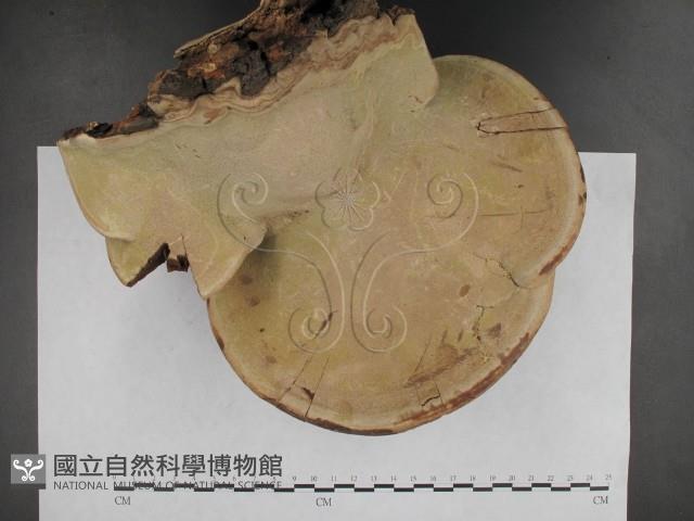 登錄號:F0009791藏品圖，第7張