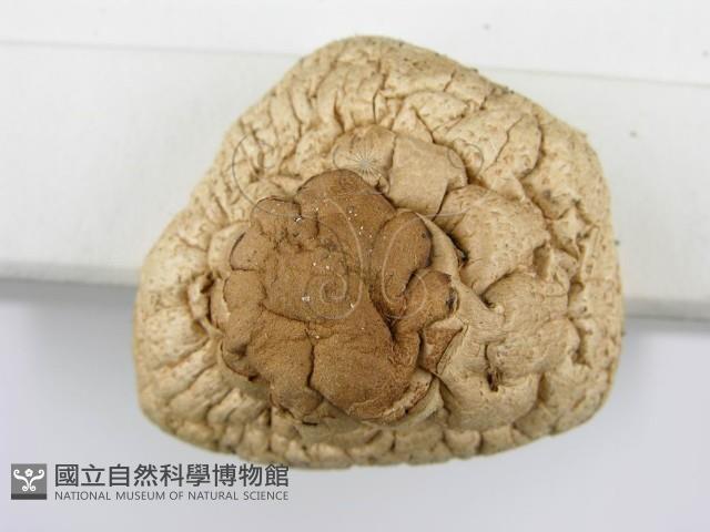 登錄號:F0003391藏品圖，第7張