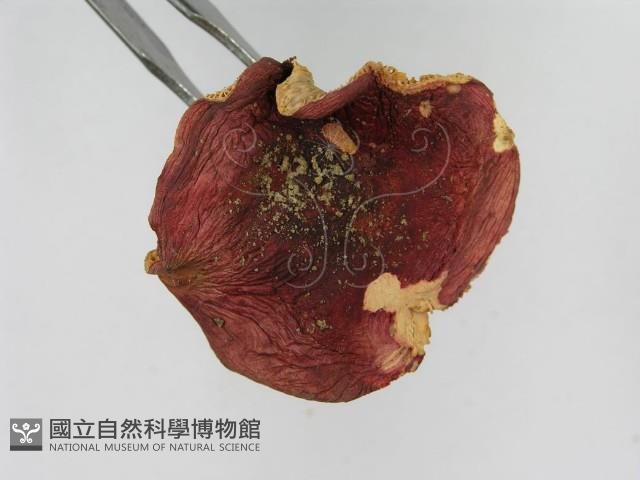 紅菇屬藏品圖，第7張