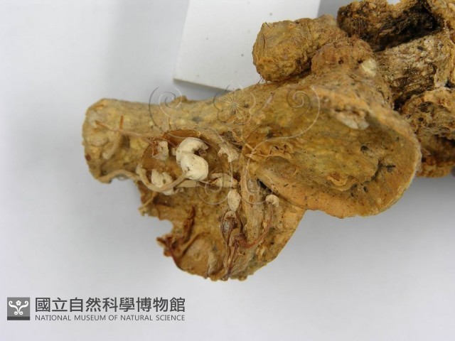 微皮傘屬藏品圖，第7張