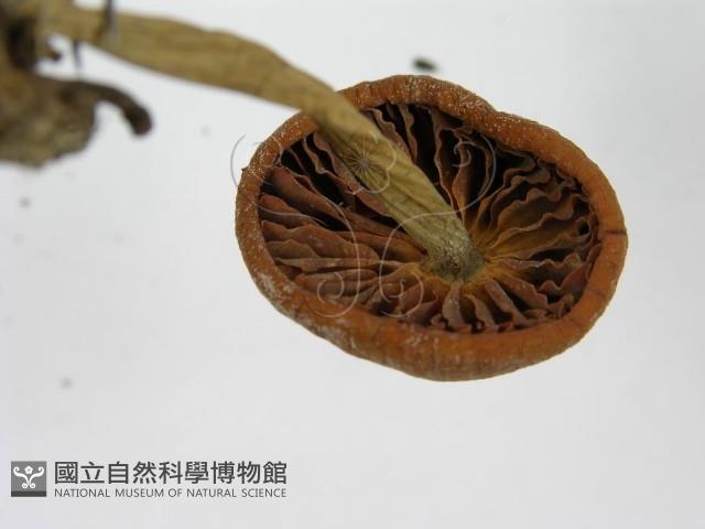 登錄號:F0001683藏品圖，第7張