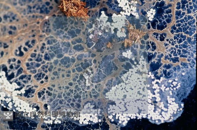 登錄號:F0010370藏品圖，第8張