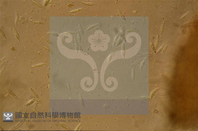 登錄號:F0012874藏品圖，第9張