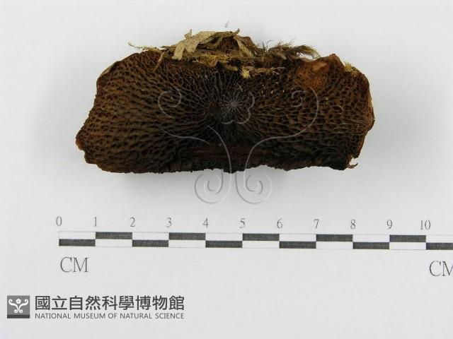 登錄號:F0004868藏品圖，第6張