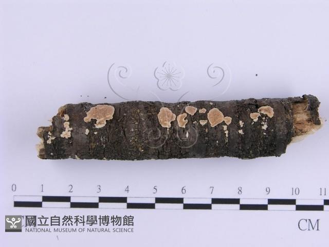 登錄號:F0017868藏品圖，第6張