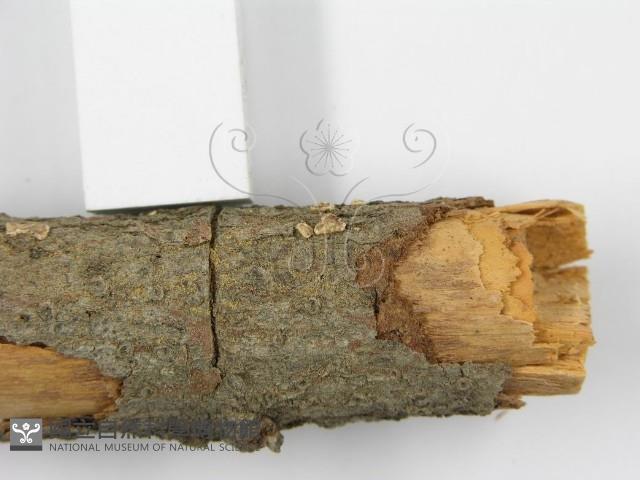 登錄號:F0000928藏品圖，第6張