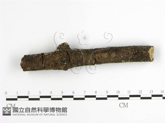 齒耳菌屬藏品圖，第6張