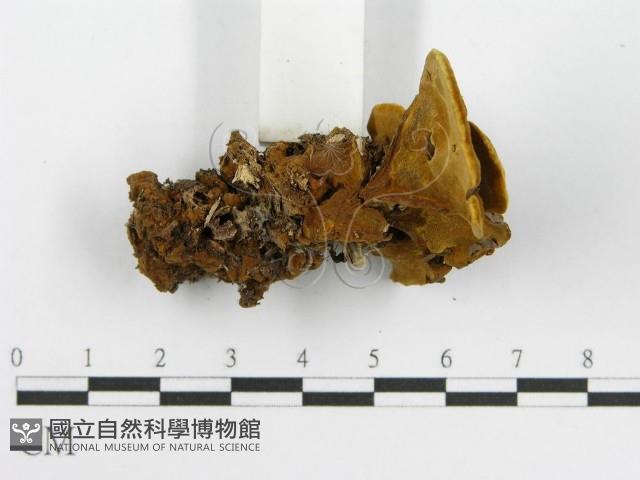 登錄號:F0016208藏品圖，第6張