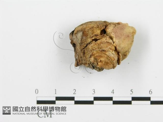 登錄號:F0016508藏品圖，第6張