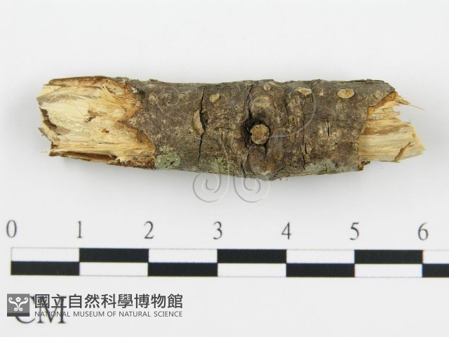 登錄號:F0015508藏品圖，第6張