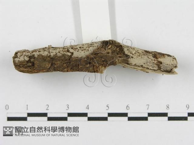 登錄號:F0012918藏品圖，第6張