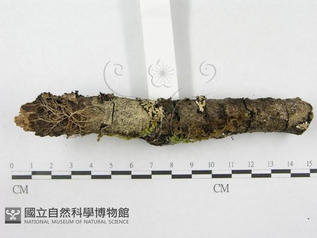 絲皮菌屬藏品圖，第6張