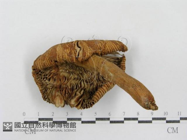 登錄號:F0007618藏品圖，第6張
