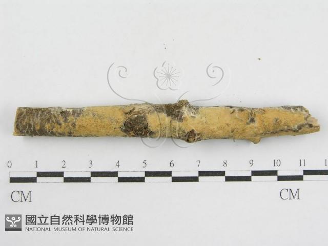 登錄號:F0002518藏品圖，第6張