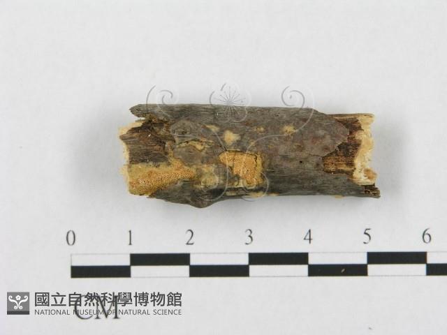 登錄號:F0017518藏品圖，第6張