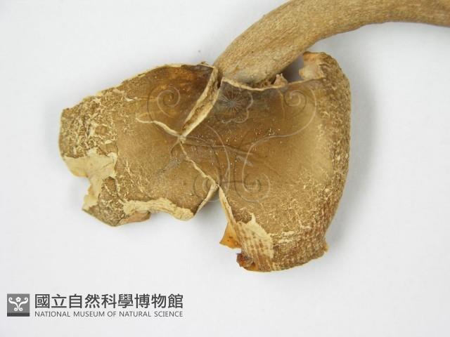 登錄號:F0005518藏品圖，第6張