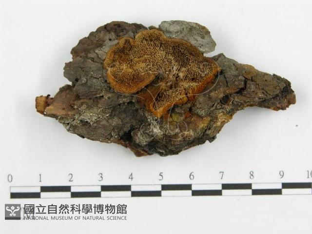 登錄號:F0017318藏品圖，第6張