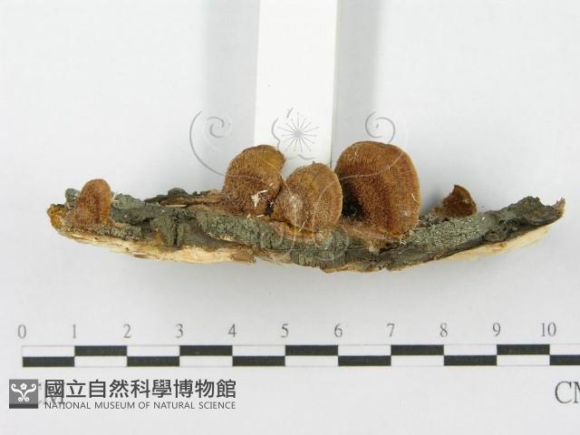 登錄號:F0017258藏品圖，第6張