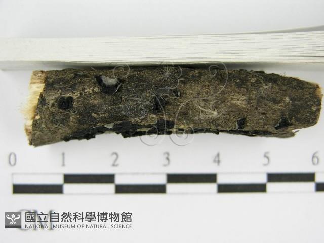登錄號:F0017158藏品圖，第6張
