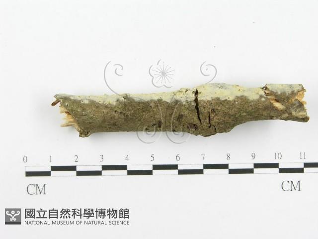 登錄號:F0020448藏品圖，第6張