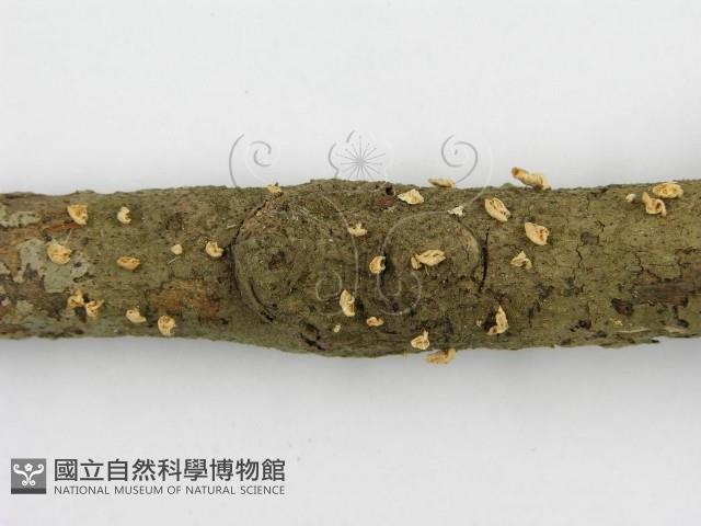 微皮傘屬藏品圖，第6張