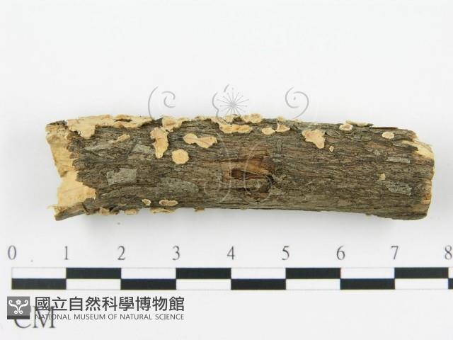 盤革菌屬藏品圖，第6張