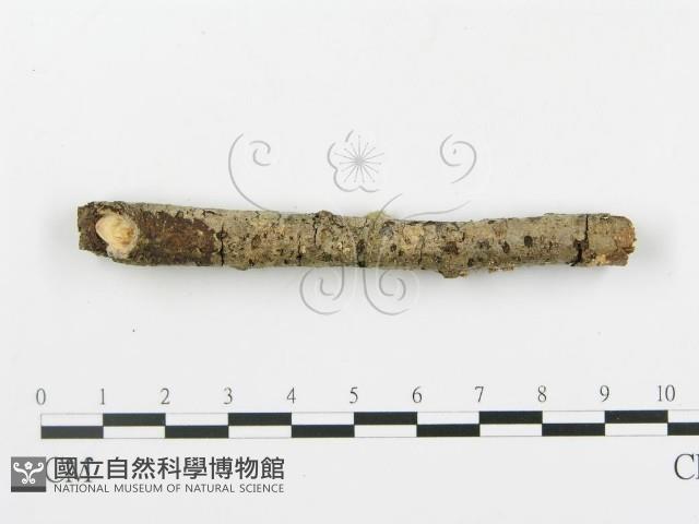 登錄號:F0001048藏品圖，第6張