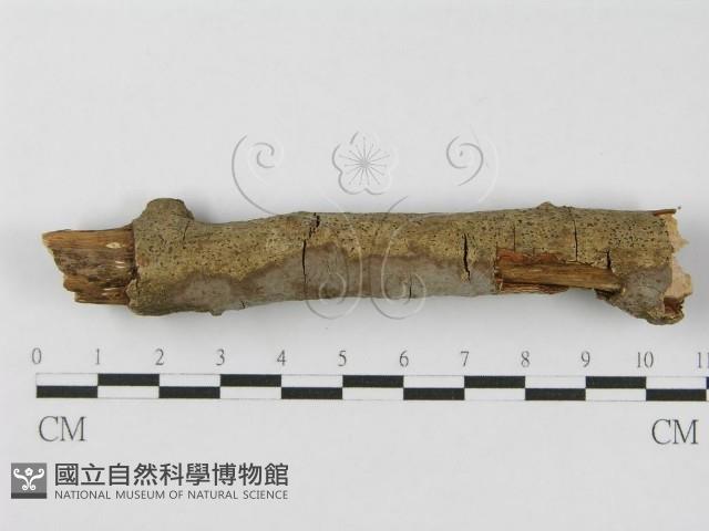 登錄號:F0012838藏品圖，第6張