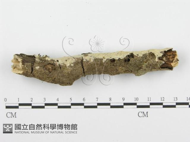 登錄號:F0001538藏品圖，第6張