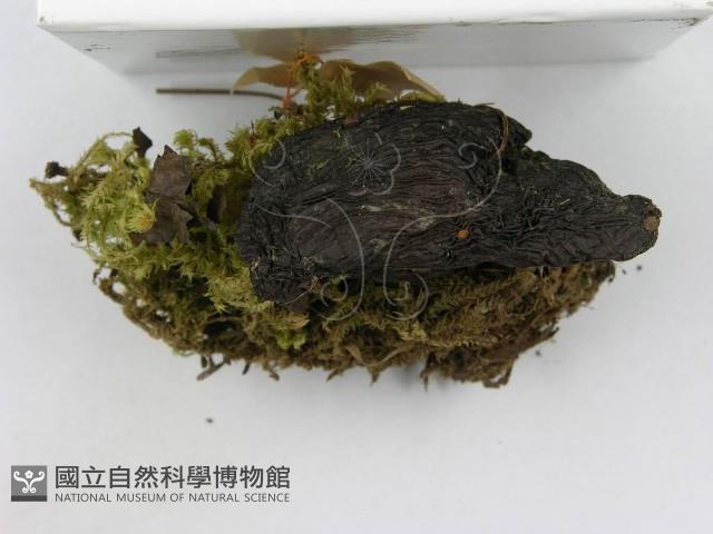 登錄號:F0017038藏品圖，第6張