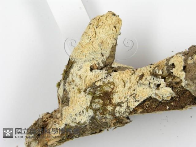 登錄號:F0001278藏品圖，第6張