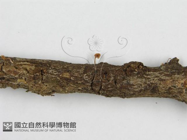 微皮傘屬藏品圖，第6張