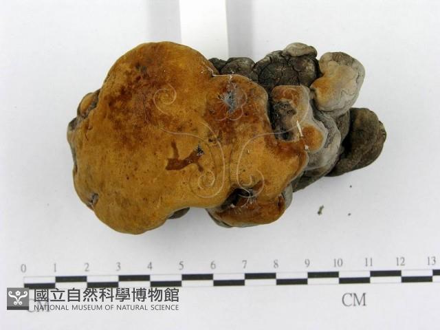 木層孔菌屬藏品圖，第6張